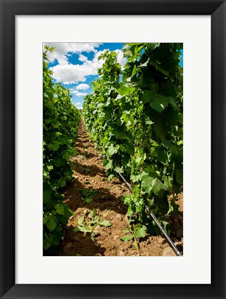 Framed Vineyard Region Known As The Rocks Print