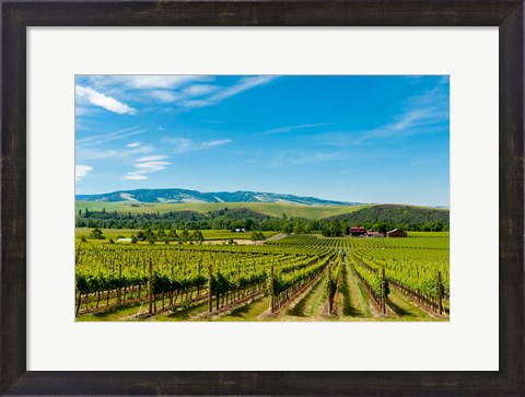 Framed Vineyard Landscape In Walla Walla Print