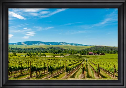 Framed Vineyard Landscape In Walla Walla Print