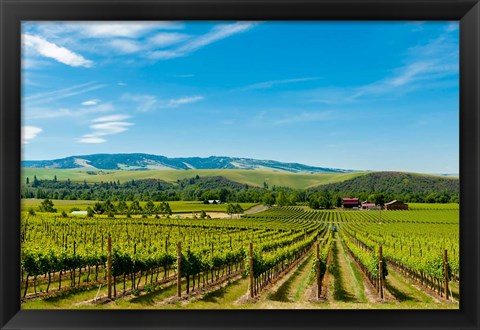 Framed Vineyard Landscape In Walla Walla Print