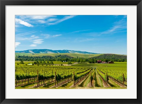 Framed Vineyard Landscape In Walla Walla Print