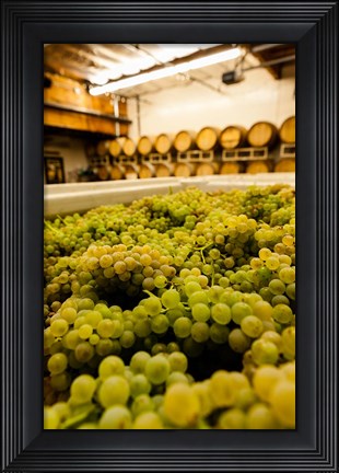 Framed Bin Of Chardonnay Grapes Awaits Beind Crushed Print