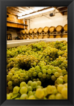 Framed Bin Of Chardonnay Grapes Awaits Beind Crushed Print