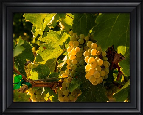 Framed Sauvignon Blanc Grapes Print