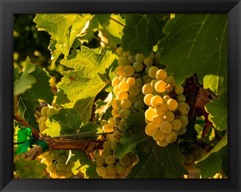 Framed Sauvignon Blanc Grapes Print