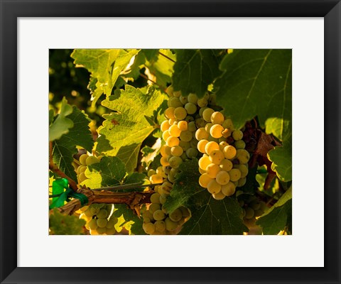 Framed Sauvignon Blanc Grapes Print