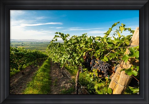 Framed Grenache Grapes From A Vineyard Print