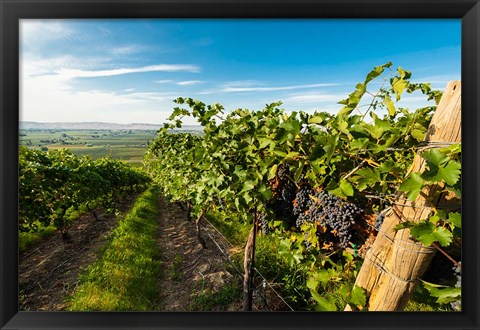 Framed Grenache Grapes From A Vineyard Print