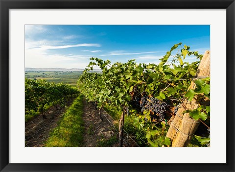 Framed Grenache Grapes From A Vineyard Print