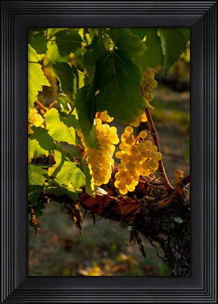 Framed Harvest Time In A Vineyard Print