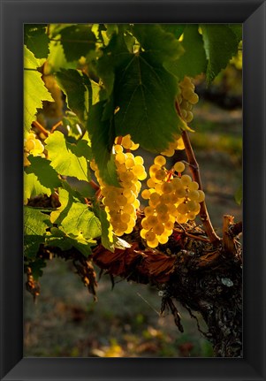 Framed Harvest Time In A Vineyard Print