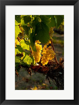 Framed Harvest Time In A Vineyard Print