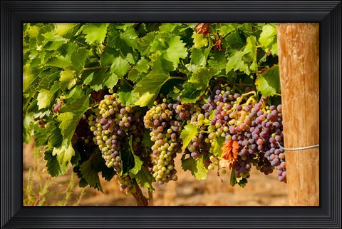 Framed Wine Grapes In Veraison In A Vineyard Print