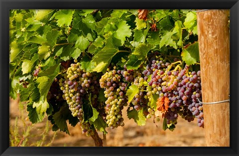 Framed Wine Grapes In Veraison In A Vineyard Print