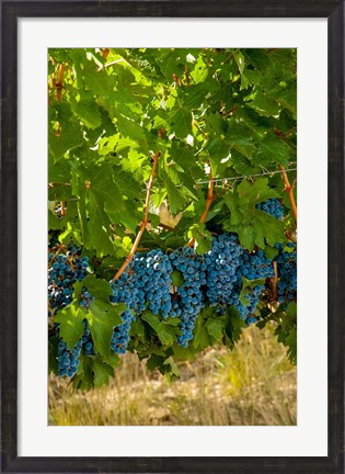 Framed Cabernet Sauvignon Grapes Near Harvest Print