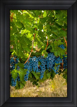 Framed Cabernet Sauvignon Grapes Near Harvest Print