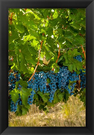 Framed Cabernet Sauvignon Grapes Near Harvest Print