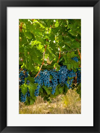 Framed Cabernet Sauvignon Grapes Near Harvest Print