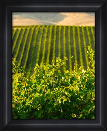 Framed Vineyard At Mabton, Washington State Print