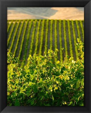 Framed Vineyard At Mabton, Washington State Print