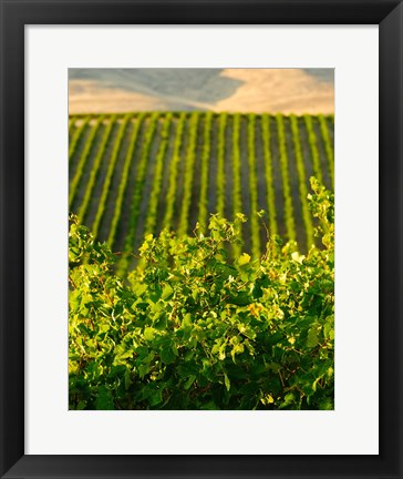 Framed Vineyard At Mabton, Washington State Print