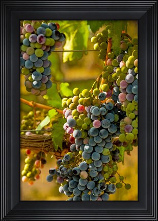 Framed Cabernet Franc Block In Harvest Print