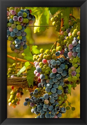 Framed Cabernet Franc Block In Harvest Print