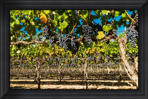 Framed Petit Verdata Block In Red Mountain At Harvest Print