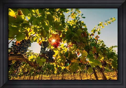 Framed Sunburt On Petit Verdata Print