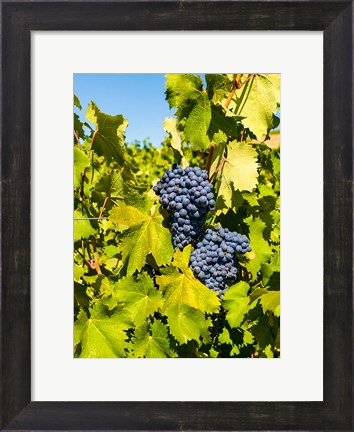 Framed Syrah Grapes In Sunlight Print