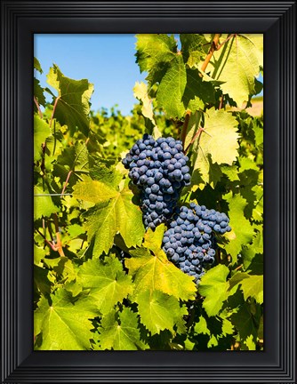 Framed Syrah Grapes In Sunlight Print