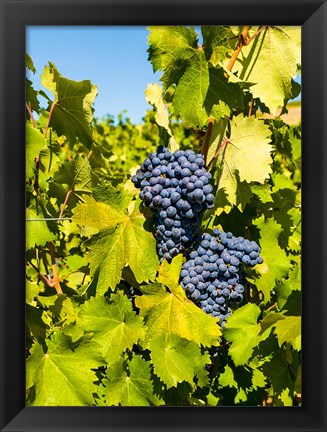 Framed Syrah Grapes In Sunlight Print