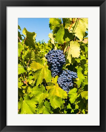 Framed Syrah Grapes In Sunlight Print