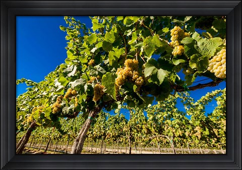 Framed Riesling Grapes In A Columbia River Valley Vineyard Print