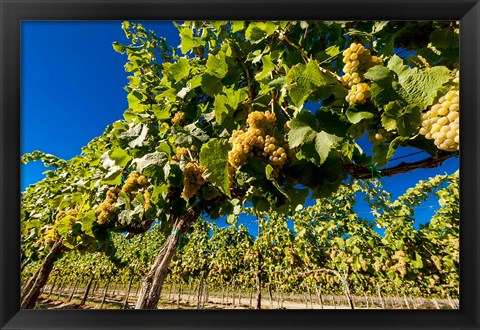 Framed Riesling Grapes In A Columbia River Valley Vineyard Print