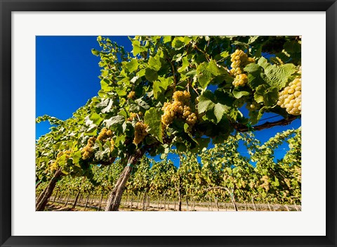 Framed Riesling Grapes In A Columbia River Valley Vineyard Print