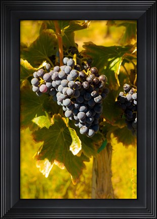 Framed Grenache Grapes In A Columbia River Valley Vineyard Print