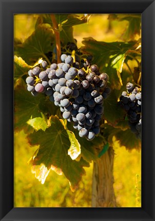 Framed Grenache Grapes In A Columbia River Valley Vineyard Print