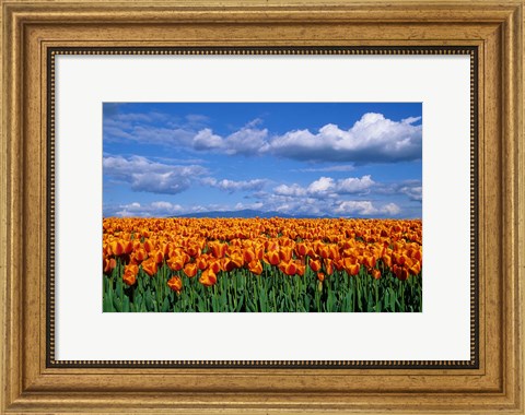 Framed Orange Tulips In Skagit Valley, Washington State Print