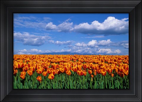 Framed Orange Tulips In Skagit Valley, Washington State Print