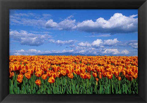 Framed Orange Tulips In Skagit Valley, Washington State Print