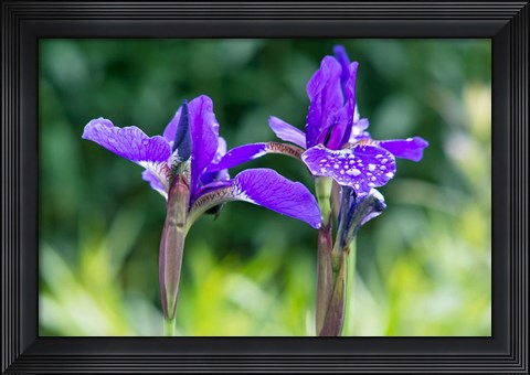 Framed Close-Up Of Iris In A Garden Print