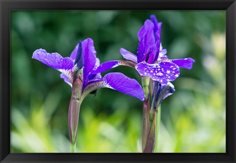 Framed Close-Up Of Iris In A Garden Print