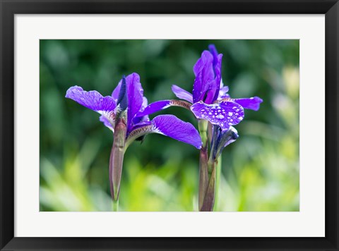 Framed Close-Up Of Iris In A Garden Print