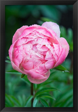 Framed Close-Up Of A Pink Garden Peony Print