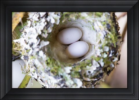 Framed Rufous Hummingbird Nest With Eggs Print