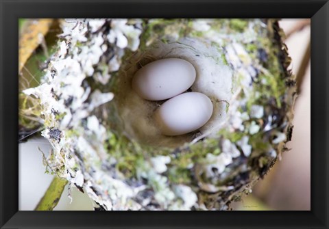 Framed Rufous Hummingbird Nest With Eggs Print