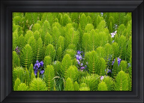 Framed Horsetail, Wild Hyacinth, And Grays Harbor Print