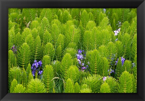 Framed Horsetail, Wild Hyacinth, And Grays Harbor Print