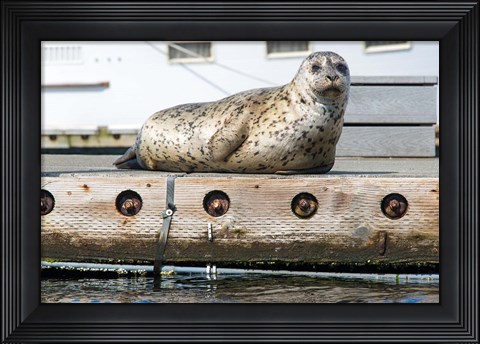 Framed Harbor Seal  Out On A Dock Print
